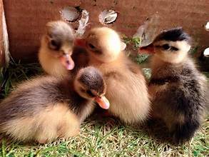 Call Duck Hatching Eggs