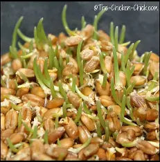 Poultry Sprouting Seeds Treat Mix, Natural Protein Boost, Fresh Greens Anytime, Better Egg Quality, Improve Feathers, Great Winter Treat and Entertainment