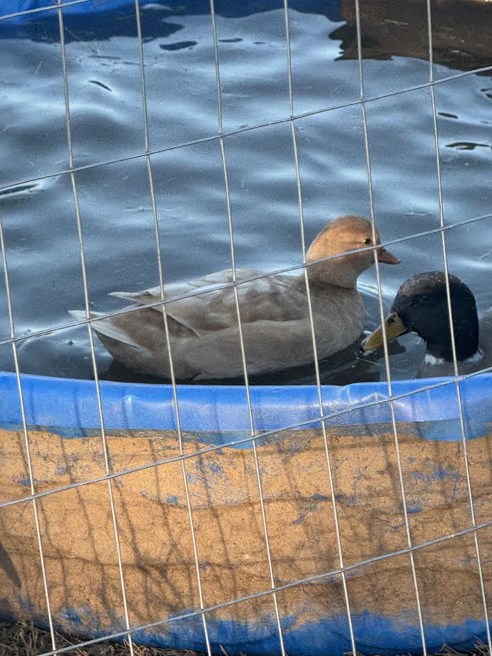 Call Duck Hatching Eggs