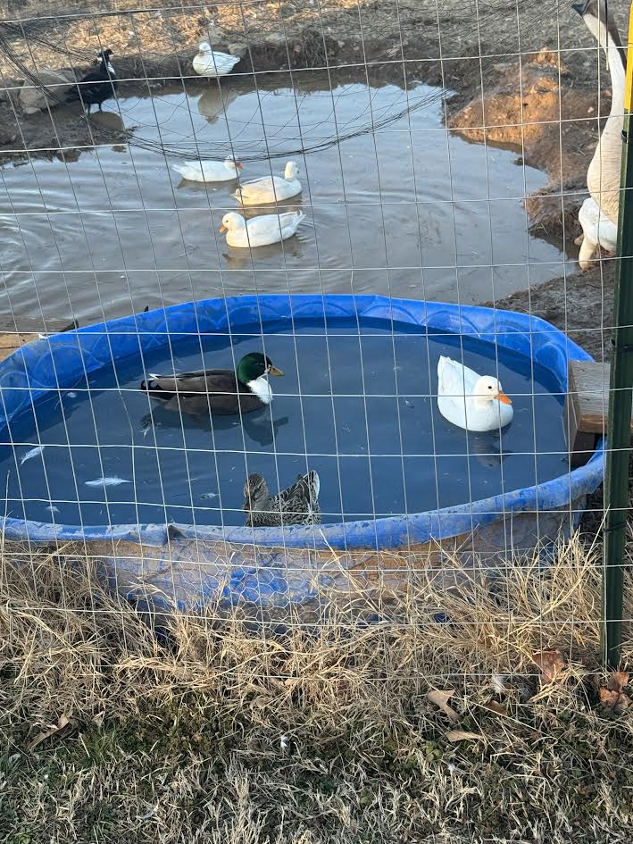 Call Duck Hatching Eggs