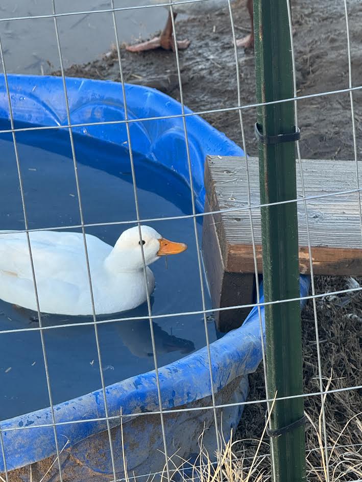 Call Duck Hatching Eggs