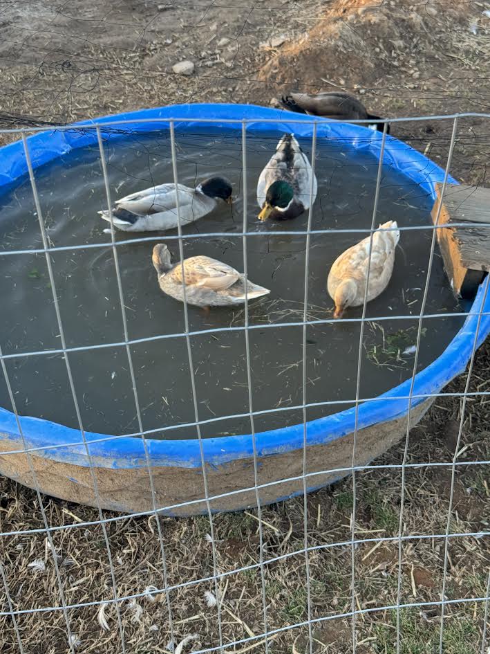 Call Duck Hatching Eggs