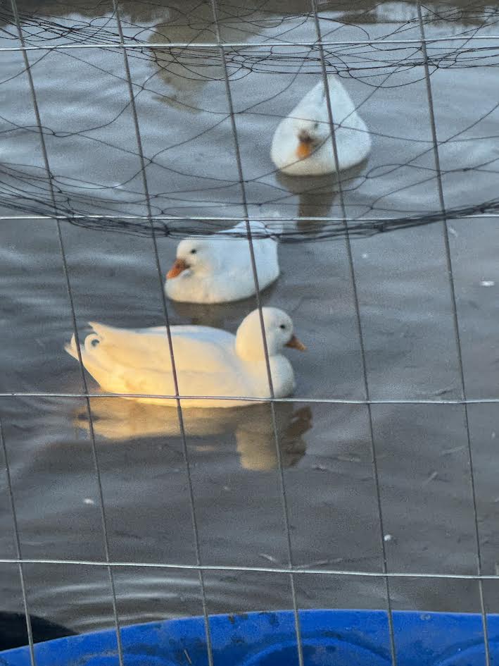 Call Duck Hatching Eggs