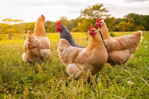 Poultry Nesting Herbs, Includes Oregano, Basil, Red Pepper Flakes, Garlic, Rosemary, Lavender, and More! 8oz, 16oz, 32oz