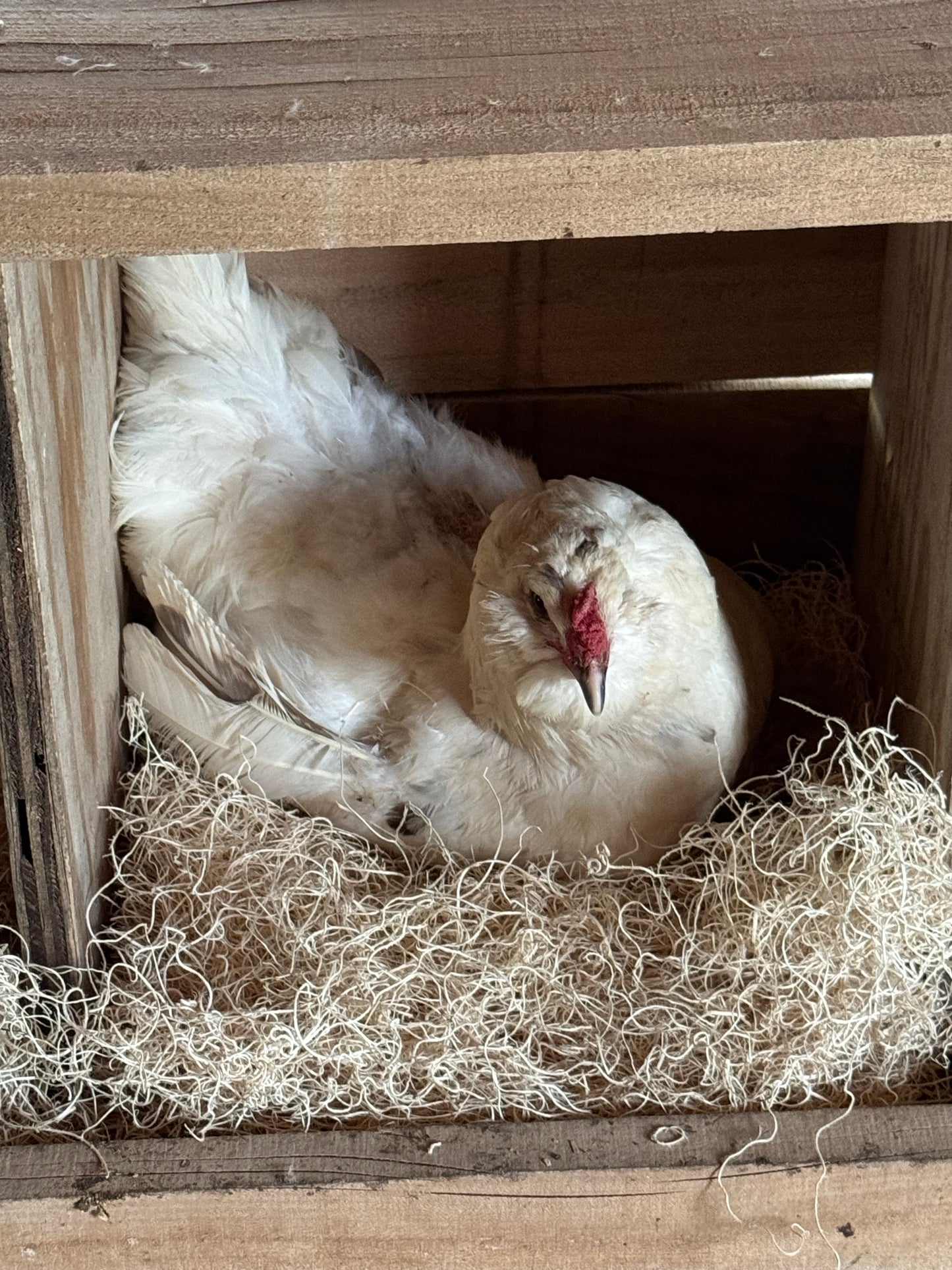 Tater's Farm- Premium Herb-Infused Nesting Pads, for Chickens & Ducks, Includes Aromatic Poultry Nesting Herbs, 13x13 Inch