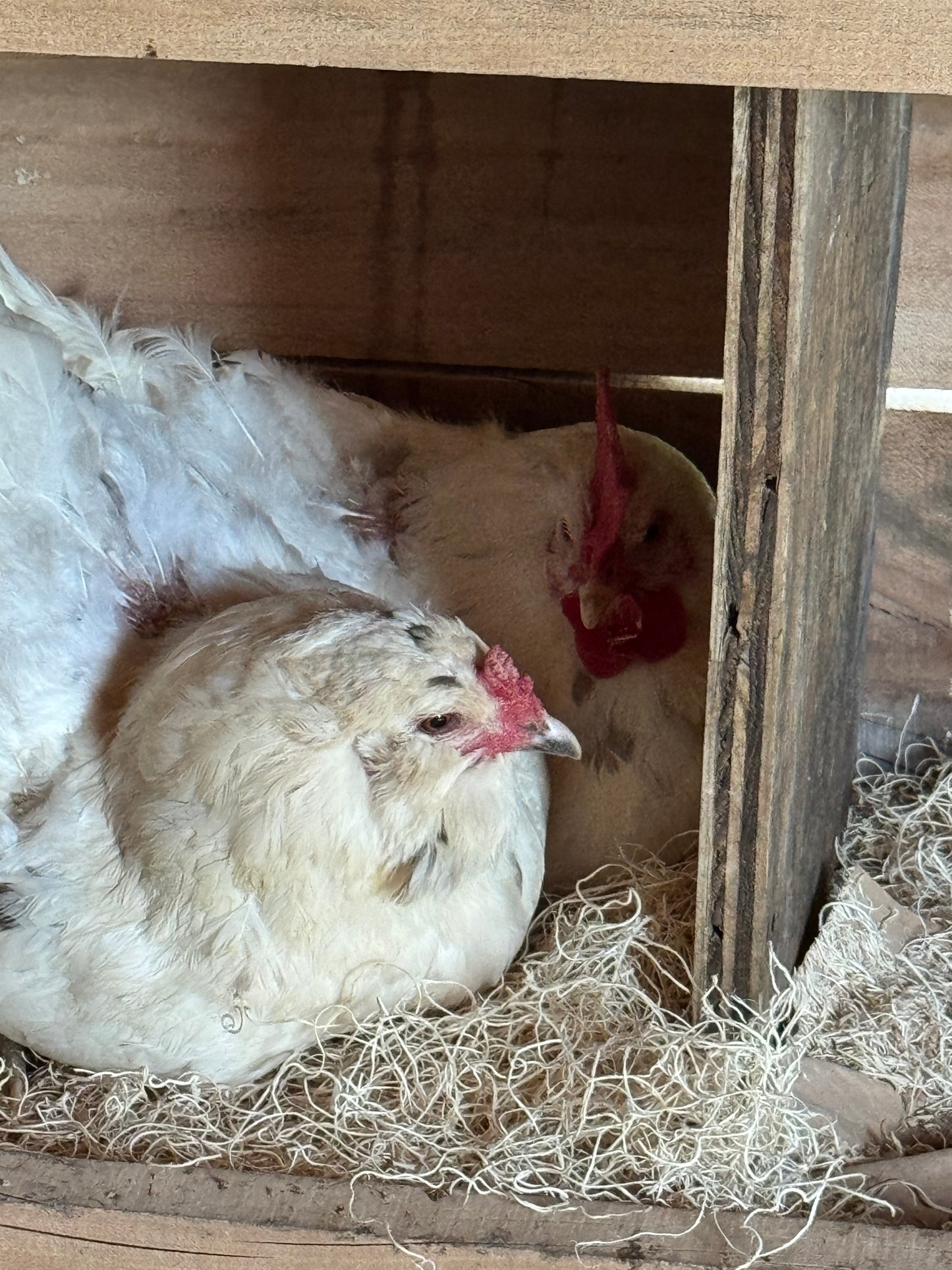 Tater's Farm- Premium Herb-Infused Nesting Pads, for Chickens & Ducks, Includes Aromatic Poultry Nesting Herbs, 13x13 Inch