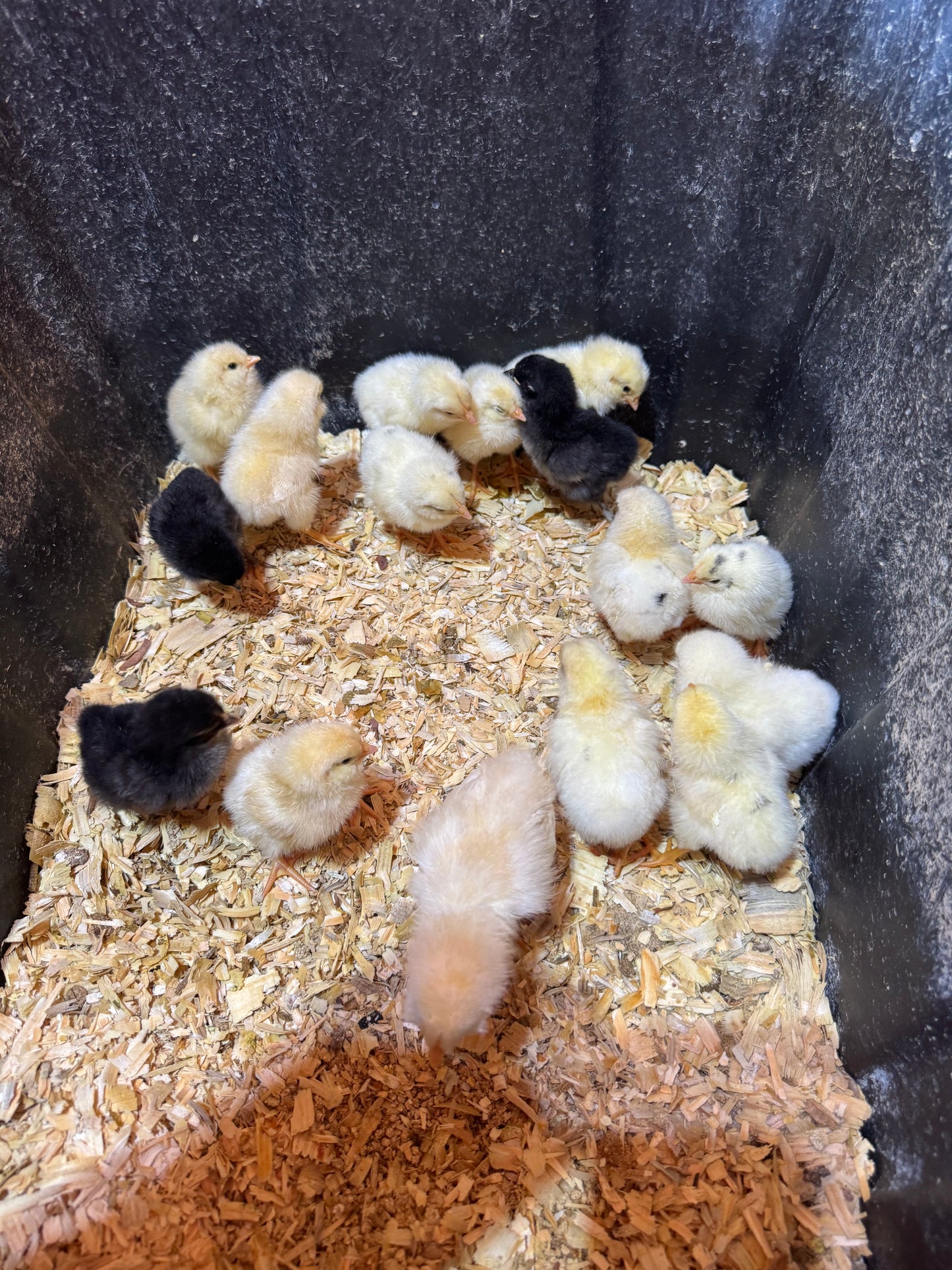 Fertile Chicken Hatching Eggs