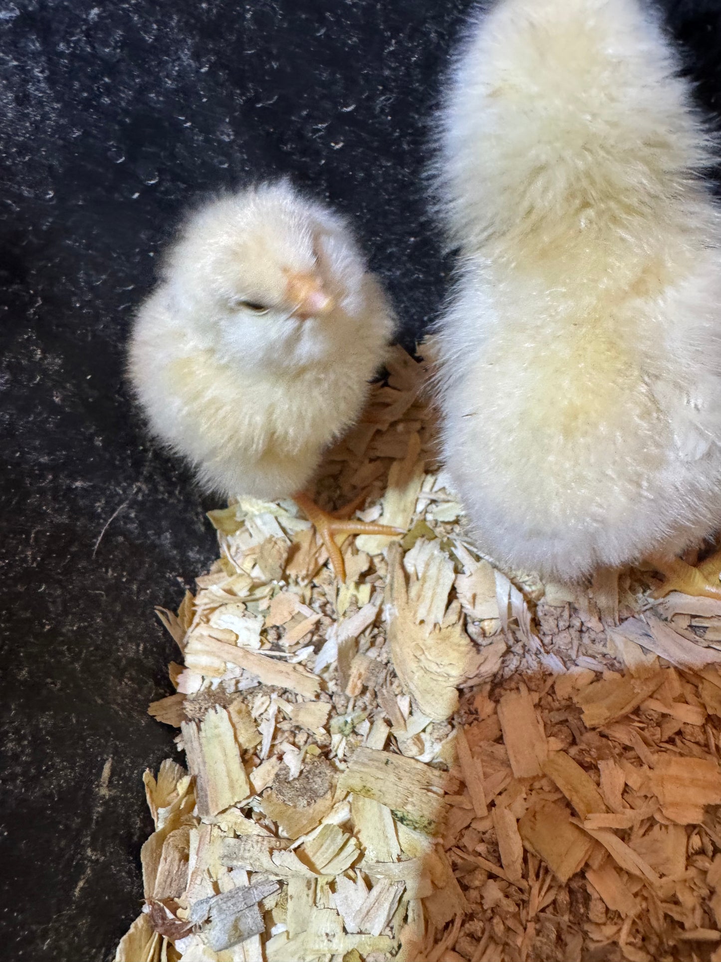 Fertile Chicken Hatching Eggs