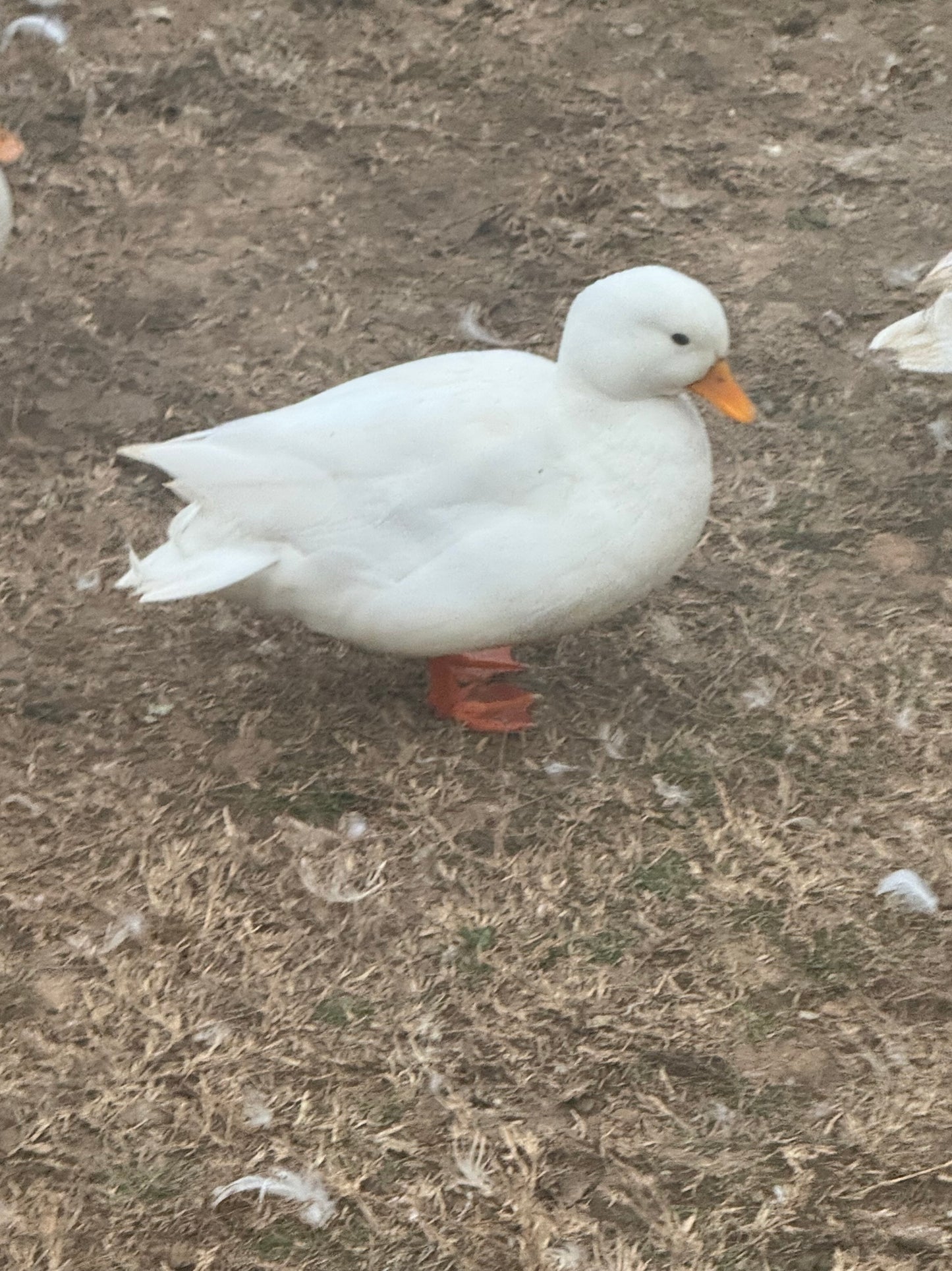 Call Duck Hatching Eggs