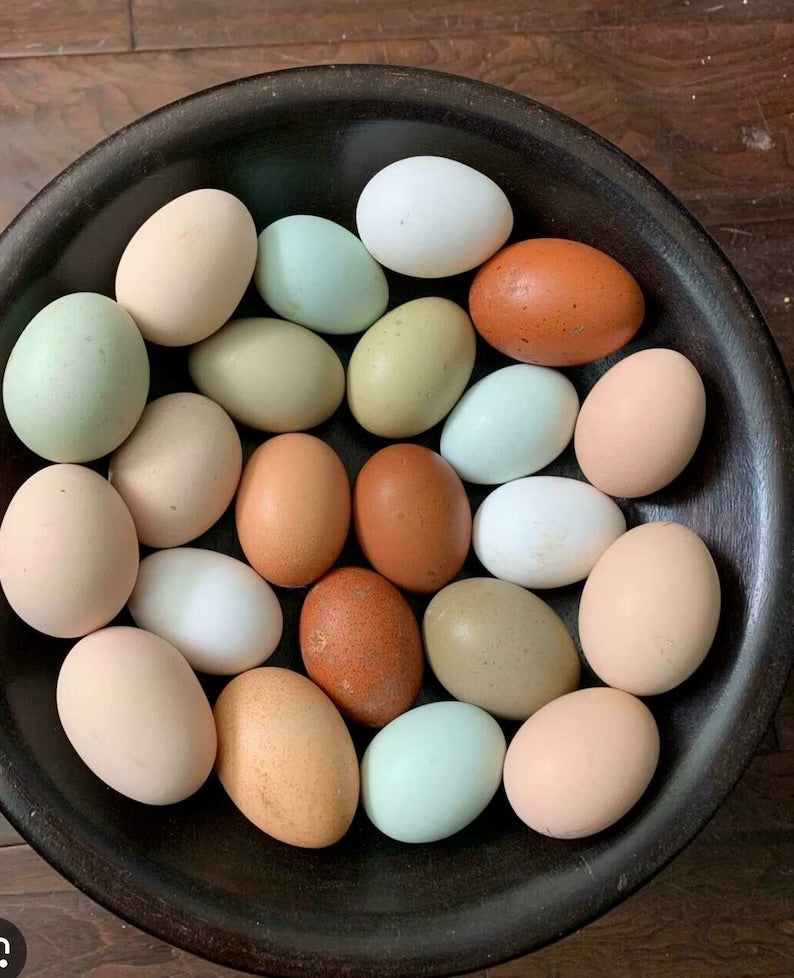 Fertile Chicken Hatching Eggs