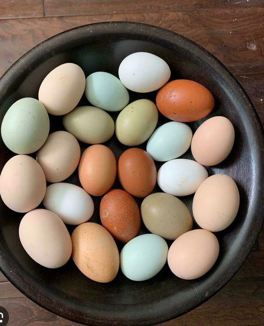 Fertile Chicken Hatching Eggs