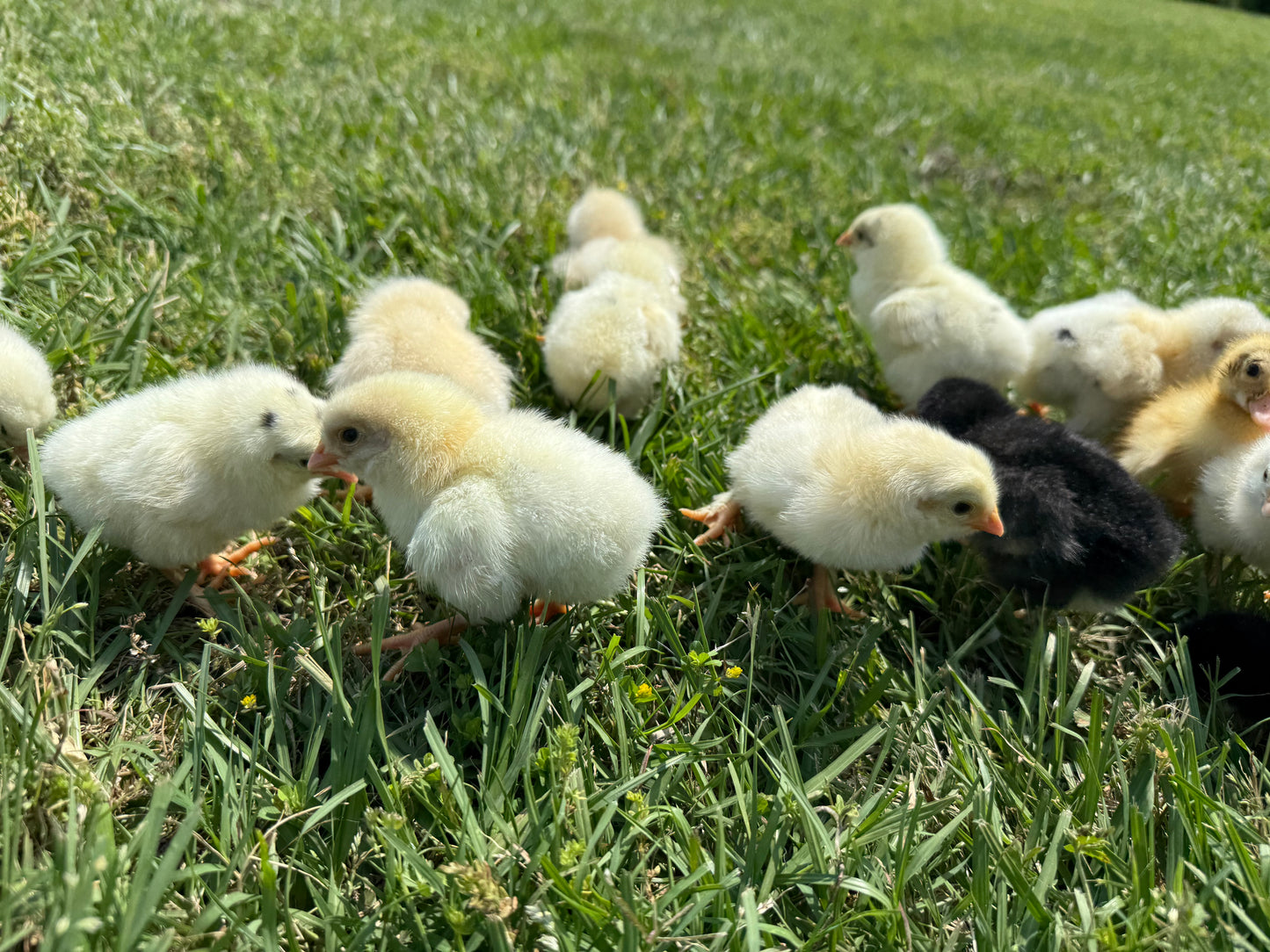Fertile Chicken Hatching Eggs