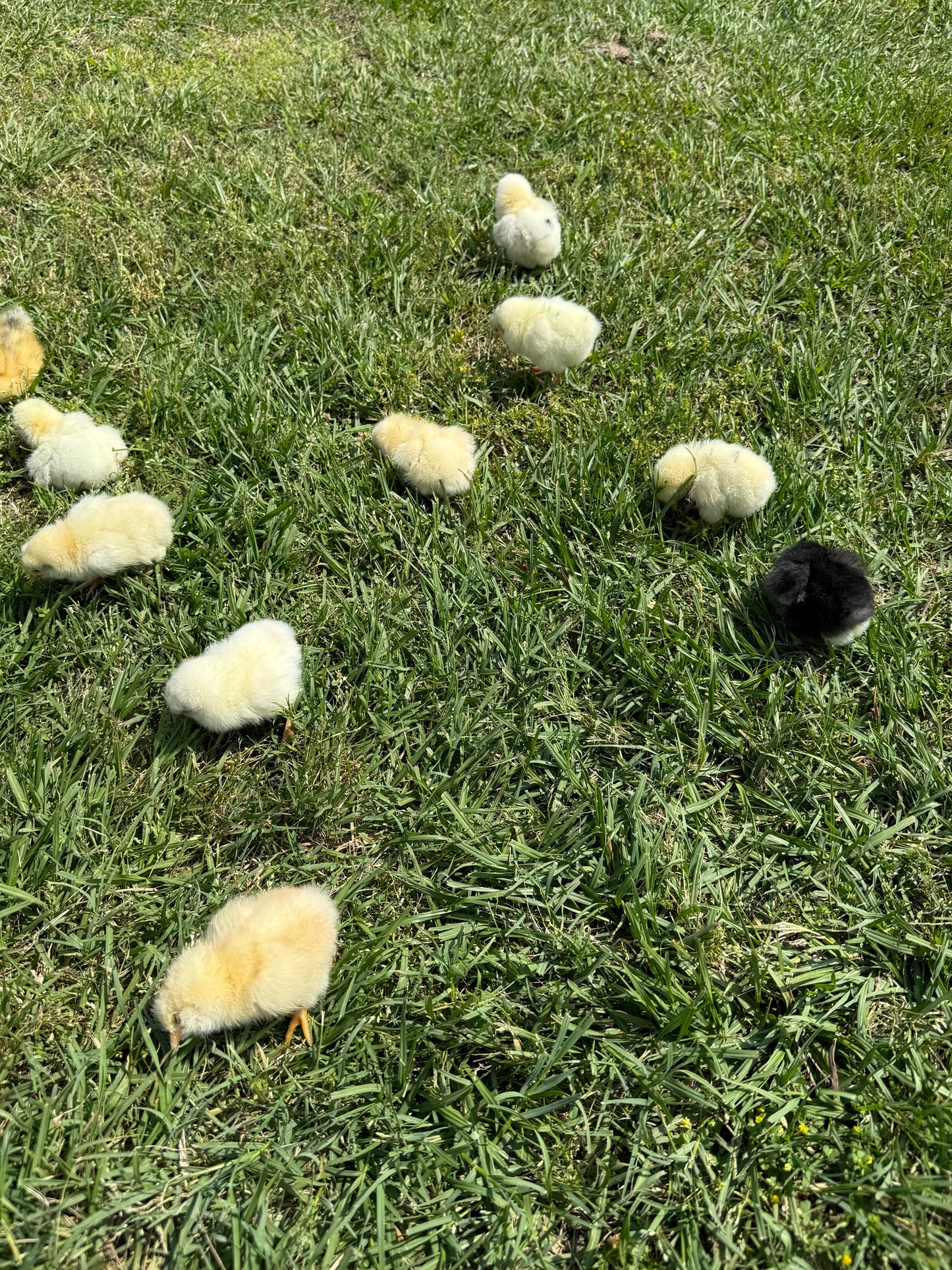 Fertile Chicken Hatching Eggs