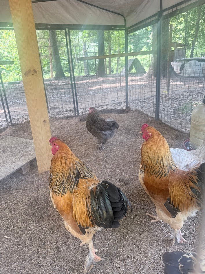 Fertile Brahma Chicken Hatching Eggs