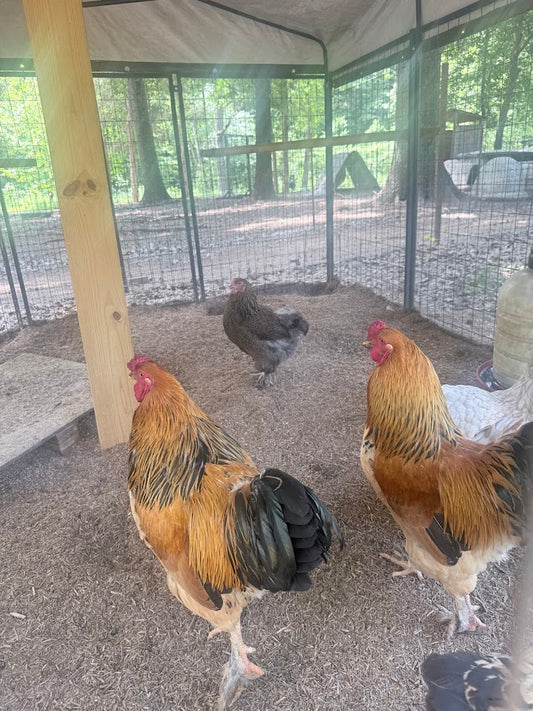 Fertile Brahma Chicken Hatching Eggs
