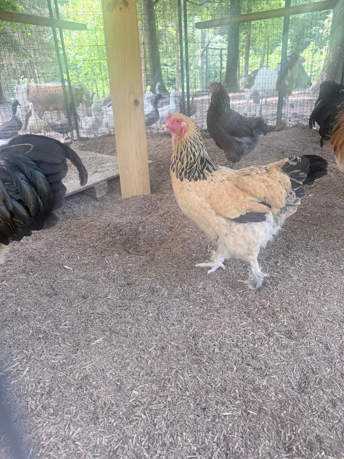 Fertile Brahma Chicken Hatching Eggs