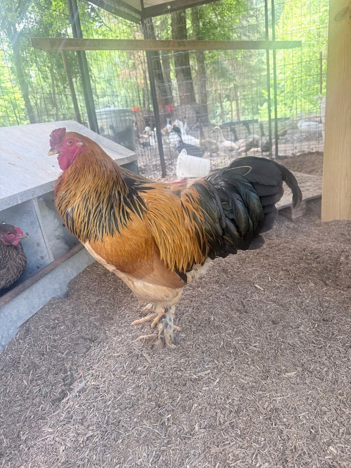 Fertile Brahma Chicken Hatching Eggs