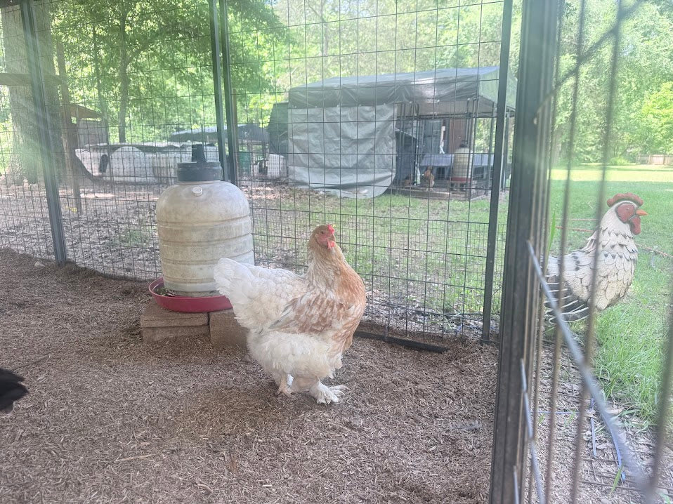 Fertile Brahma Chicken Hatching Eggs