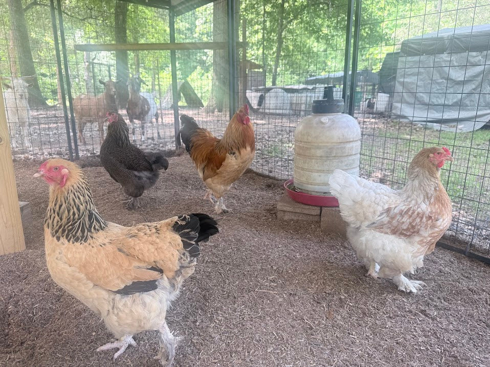 Fertile Brahma Chicken Hatching Eggs