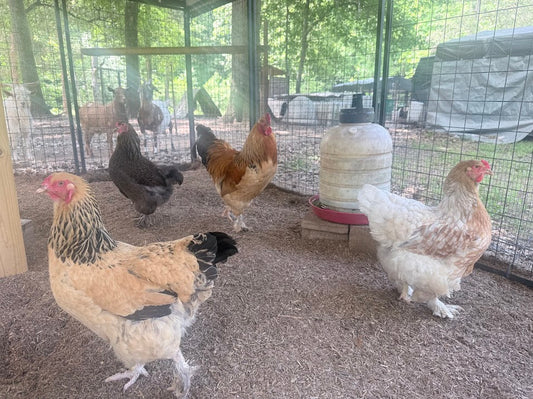 Fertile Brahma Chicken Hatching Eggs