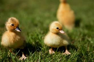 Call Duck Hatching Eggs