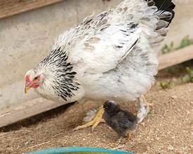 Fertile Brahma Chicken Hatching Eggs