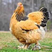 Fertile Brahma Chicken Hatching Eggs
