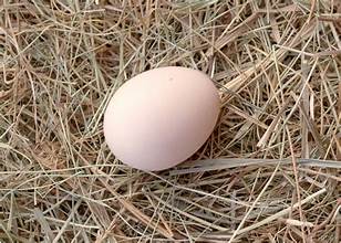 Fertile Brahma Chicken Hatching Eggs