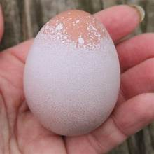 Fertile Brahma Chicken Hatching Eggs