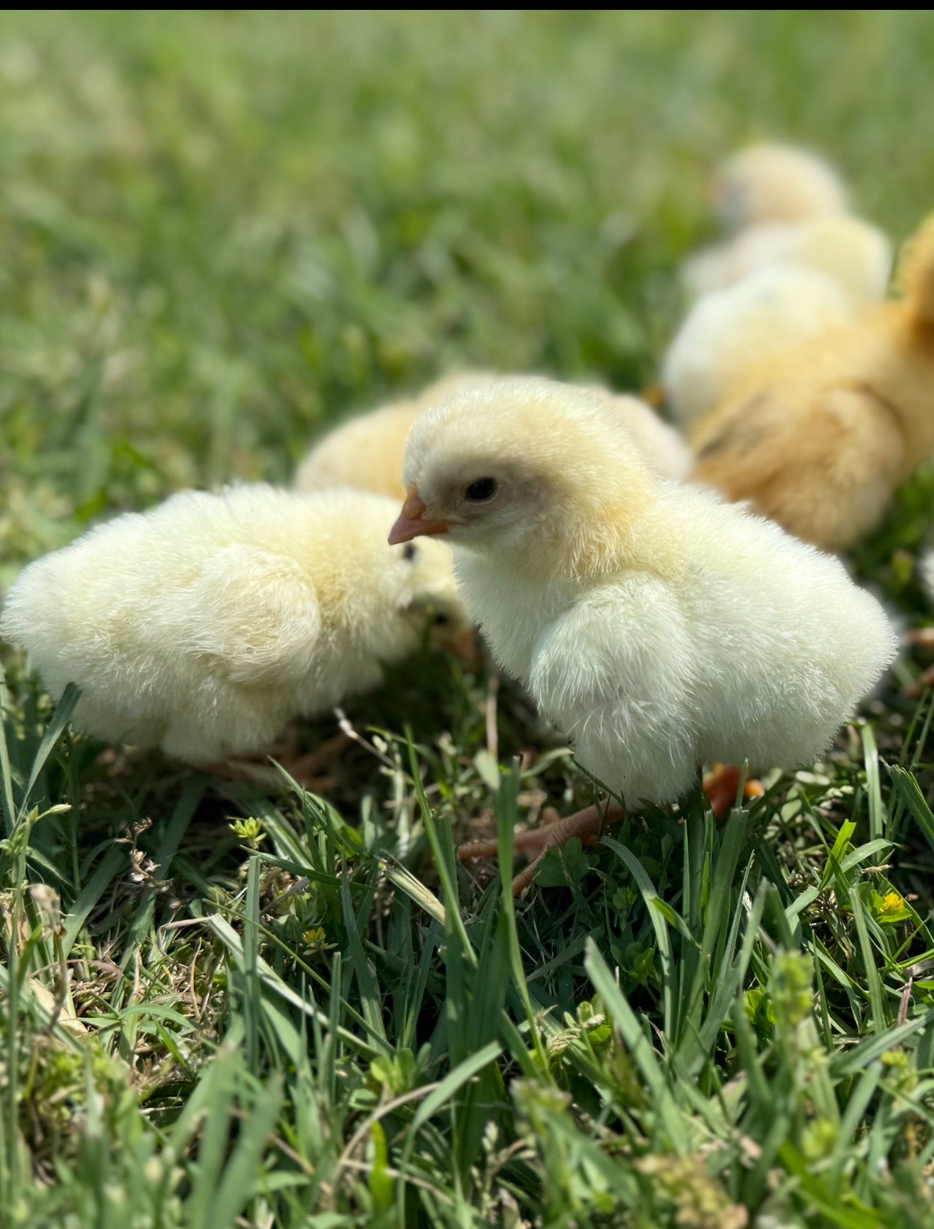 Fertile Chicken Hatching Eggs