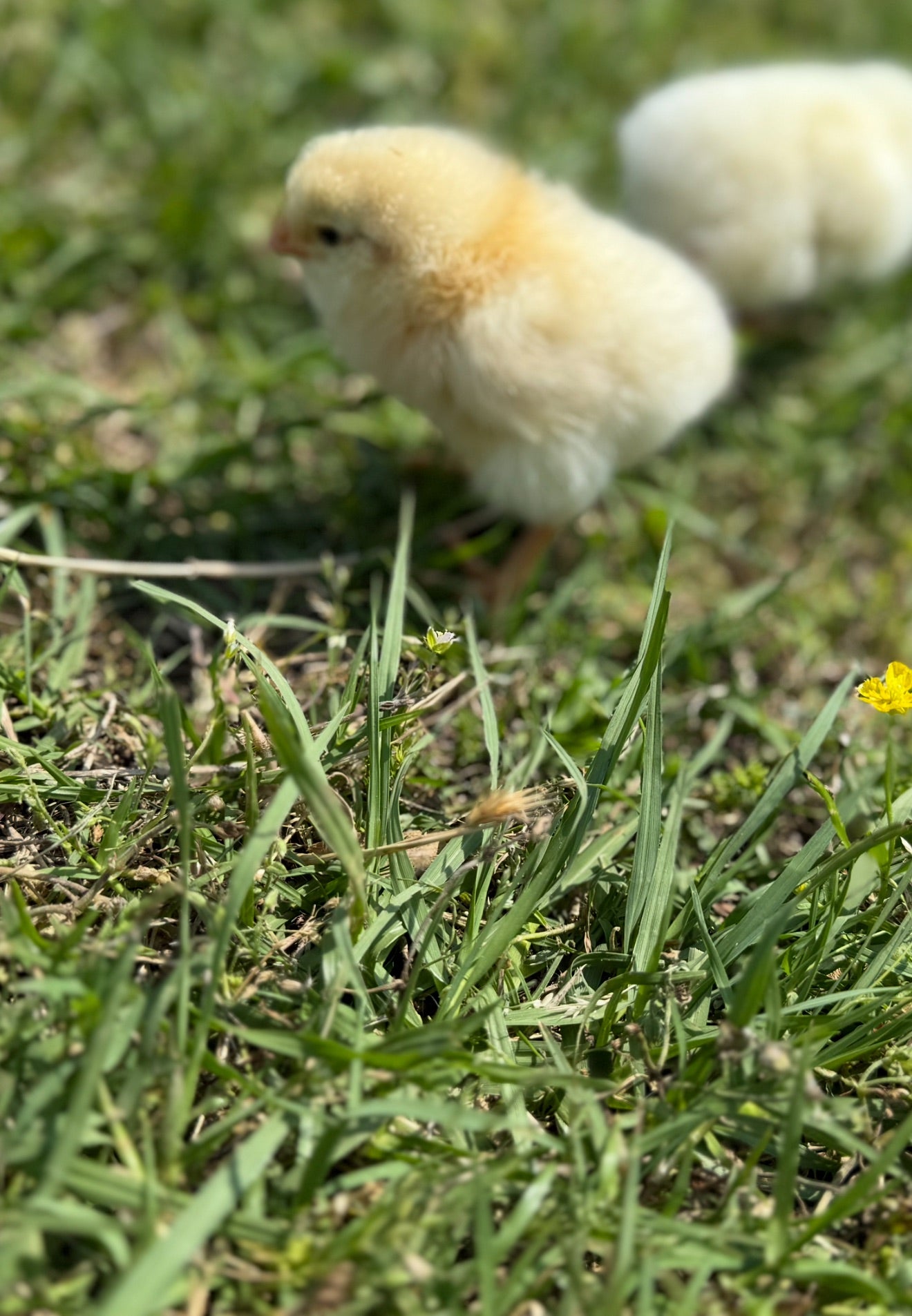 Fertile Chicken Hatching Eggs