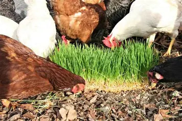Poultry Sprouting Seeds Treat Mix, Natural Protein Boost, Fresh Greens Anytime, Better Egg Quality, Improve Feathers, Great Winter Treat and Entertainment