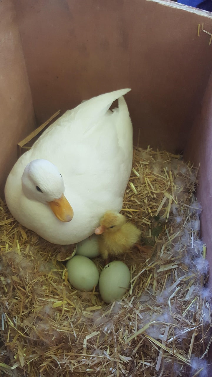 Call Duck Hatching Eggs