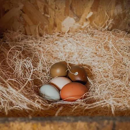 Tater's Farm- Premium Herb-Infused Nesting Pads, for Chickens & Ducks, Includes Aromatic Poultry Nesting Herbs, 13x13 Inch